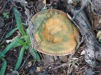 Lactarius rubrilacteus image