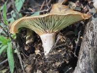 Lactarius rubrilacteus image