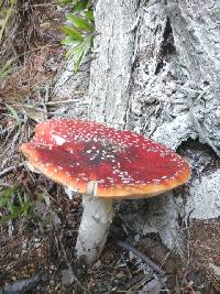 Amanita muscaria image
