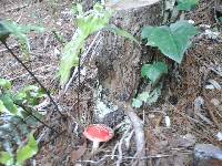 Amanita muscaria image