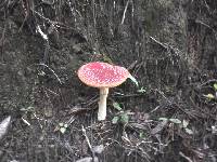 Amanita muscaria image