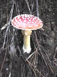 Amanita muscaria image