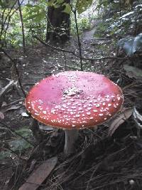 Amanita muscaria image