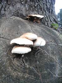 Agrocybe parasitica image