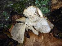 Pleurotus ostreatus image