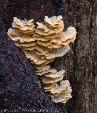 Laetiporus conifericola image