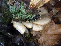 Pleurotus ostreatus image