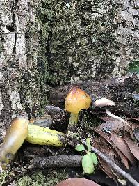 Hygrocybe singeri image