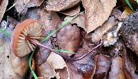 Marasmius plicatulus image