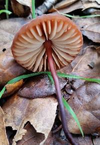 Marasmius plicatulus image