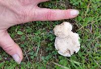 Clitocybe rivulosa image