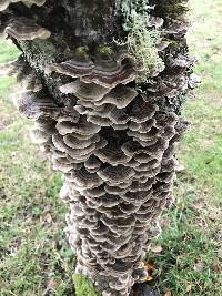 Trametes versicolor image