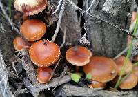 Tubaria furfuracea image