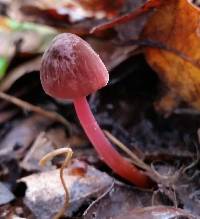 Marasmius plicatulus image