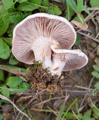 Clitocybe rivulosa image