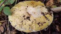 Amanita phalloides image