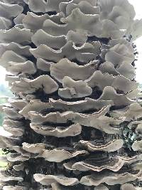 Trametes versicolor image