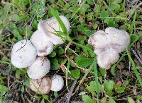 Clitocybe rivulosa image