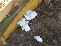 Leucocoprinus cepistipes image