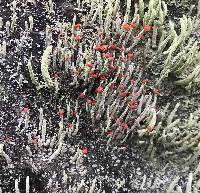 Cladonia macilenta image