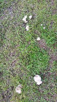 Clitocybe rivulosa image