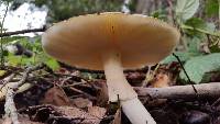 Amanita phalloides image