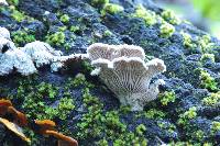 Schizophyllum commune image