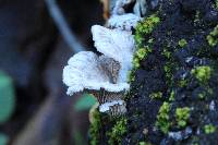 Schizophyllum commune image