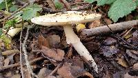 Amanita phalloides image