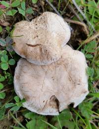 Clitocybe rivulosa image