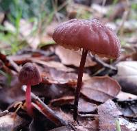 Marasmius plicatulus image