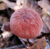 Marasmius plicatulus image