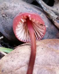 Marasmius plicatulus image