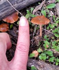 Tubaria furfuracea image