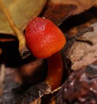 Hygrocybe coccinea image