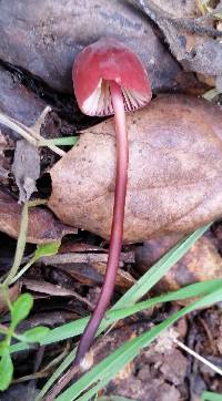 Marasmius plicatulus image