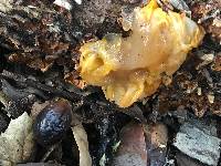 Tremella aurantia image