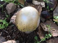 Amanita phalloides image