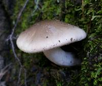 Hygrophorus agathosmus image