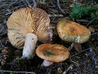 Lactarius rubrilacteus image