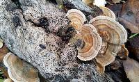 Trametes versicolor image