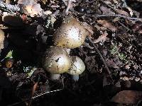 Amanita phalloides image