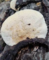 Trametes versicolor image