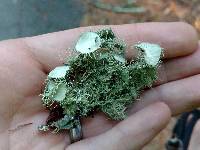 Usnea intermedia image