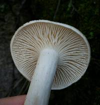 Hygrophorus agathosmus image