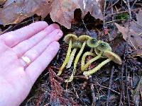 Hygrocybe psittacina var. psittacina image