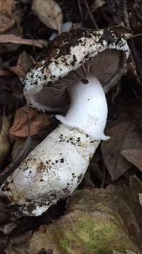 Agaricus bernardii image