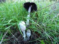 Coprinus comatus image