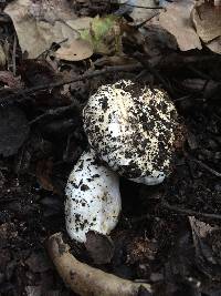 Agaricus bernardii image