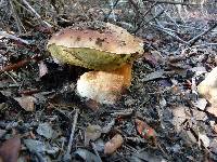 Boletus regineus image